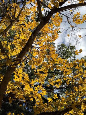 Lost Maples State Natural Area by null