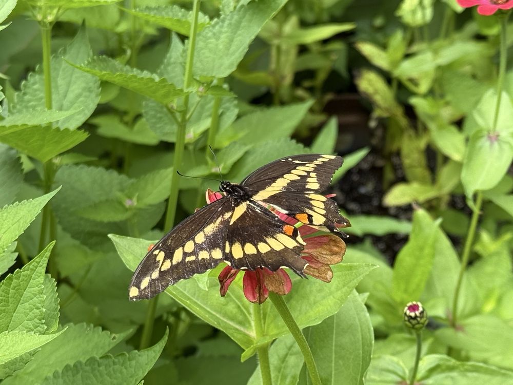 Springfield Botanical Gardens