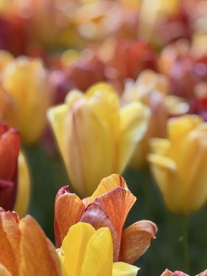 Keukenhof by null