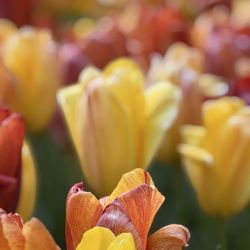 Keukenhof Nationale Bloemententoonstelling