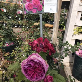 Louie's Nursery - Young Lycidas, a David Austin rose, at Louie's Nursery. - Nurseries & Gardening Near Me - Riverside, California Louie's Nursery - Young Lycidas, a David Austin rose, at Louie's Nursery. - Nurseries & Gardening Near Me - Riverside, California