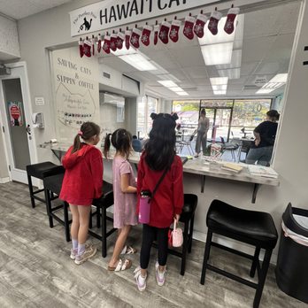 Hawai'i Cat Café - Pet Adoption Near Me - Honolulu, Hawaii Hawai'i Cat Café - Pet Adoption Near Me - Honolulu, Hawaii