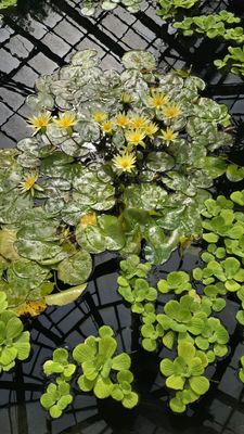 Lincoln Park Conservatory (Free with Reservations) by null