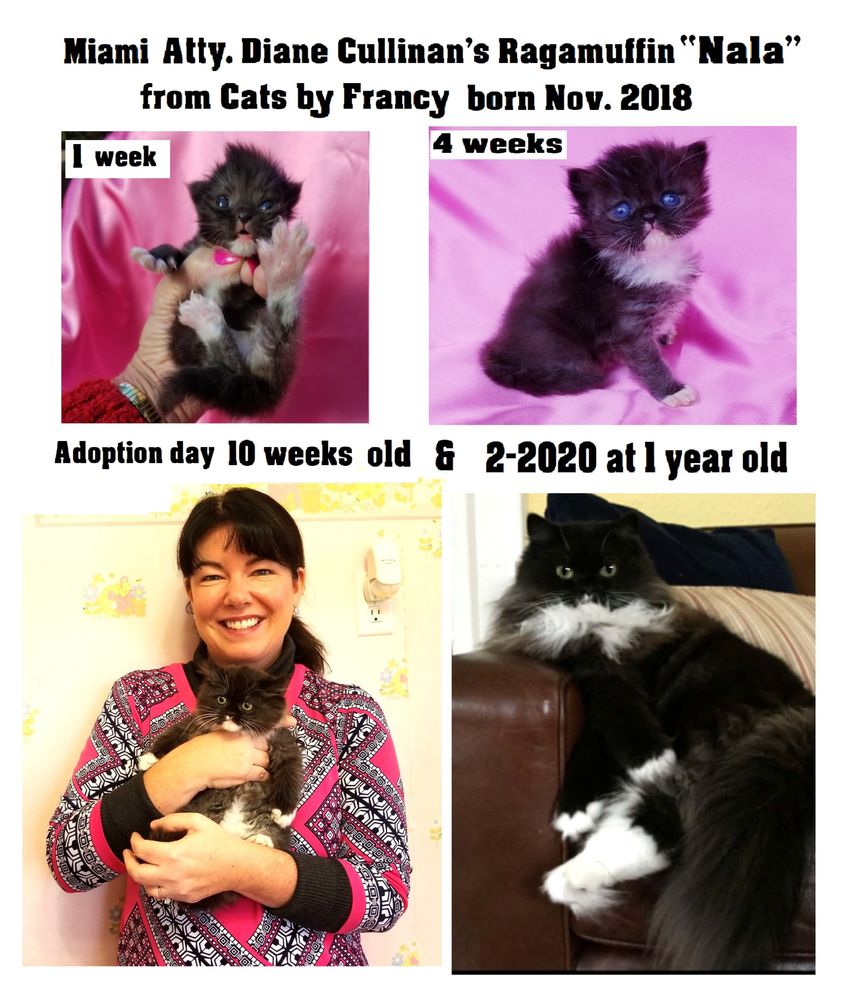 CATS BY FRANCY 54 Photos 146 Fallbrook Ave, Lafayette, Louisiana