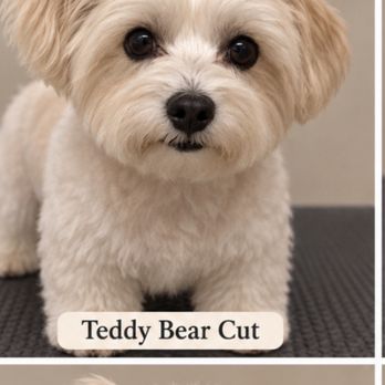 Woofie’s - Pic of hair cut I wanted or atleast sorta do and what she looks like . - Dog Walkers Near Me - Ashburn, Virginia Woofie’s - Pic of hair cut I wanted or atleast sorta do and what she looks like . - Dog Walkers Near Me - Ashburn, Virginia