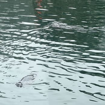 Princess Seafood Restaurant - Sea lions frolicking 3 - Seafood Near Me - Fort Bragg, California Princess Seafood Restaurant - Sea lions frolicking 3 - Seafood Near Me - Fort Bragg, California