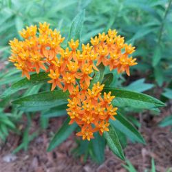 Nemophily Natives
