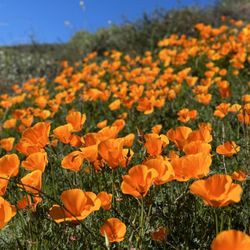City of Lake Elsinore - beautiful poppies