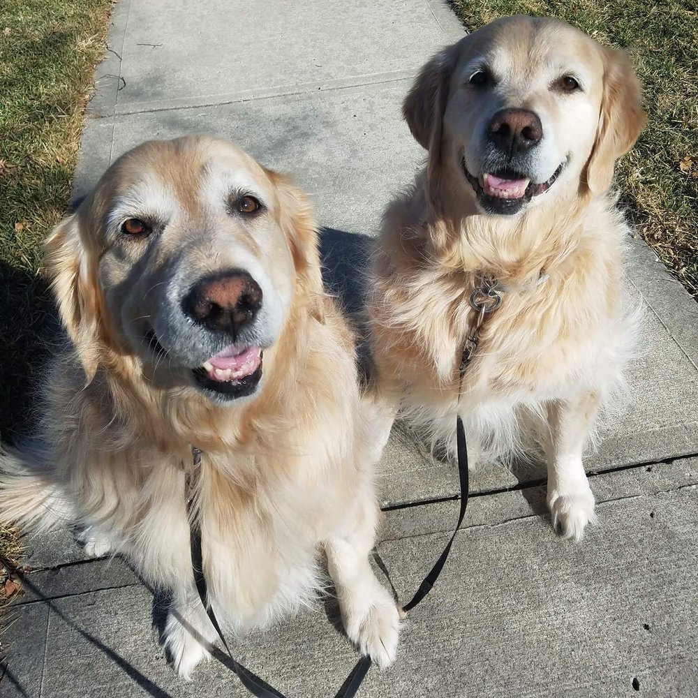 Four Leg Stretch - pet boarding facility in Kansas City, MO