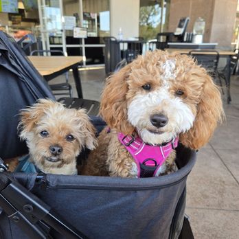 Rose Bakery Cafe - The pup friendly patio was nice! - Bakeries Near Me - Orange, California