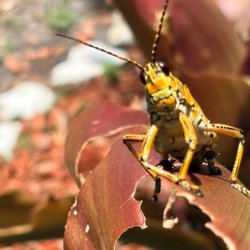 Honor Services - Close-up of a yellow Eastern lubber grasshopper eating a garden plant leaf