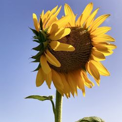 Finca El Girasol - Twin Sunflower