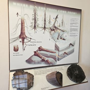Rainbow Forest Museum And Visitor Center - Explanation of the trees - Museums Near Me - Holbrook, Arizona