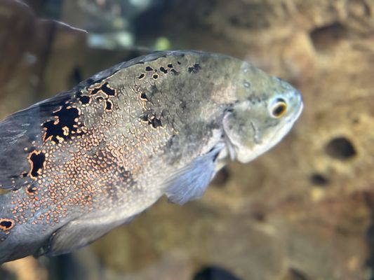 Shedd Aquarium by null
