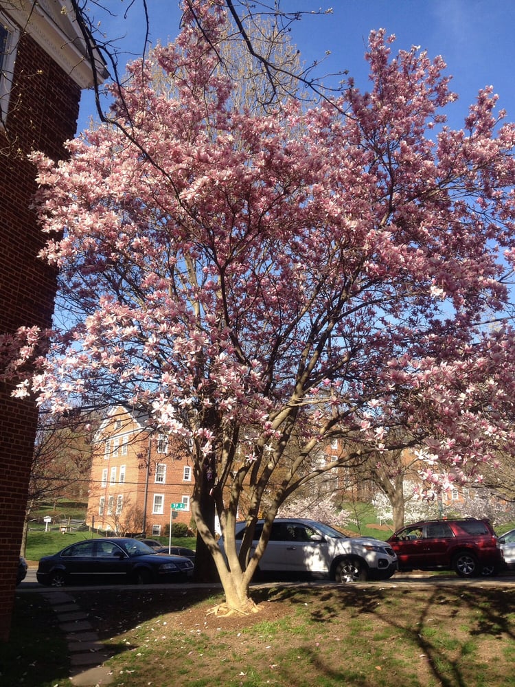 MCLEAN GARDENS Updated September 2024 3811 Porter St NW, Washington