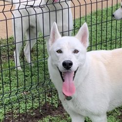 University Dog Park - My dog and another dog who looks just like him