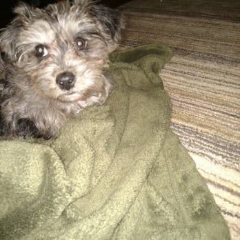 Little Puppies Online - Luna (fka Nikki) - Pet Breeders Near Me - Mount Vernon, Ohio
