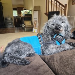 Bark-Buddies Adventures - Hanging out in my family room one on one with a 15 year old standard poodle named Mickey and keeping the vibes nice and chill.
