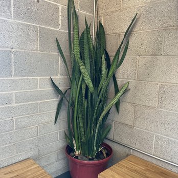 Brunch Snob - This beautiful snake plant inside Brunch Snob! - Breakfast & Brunch Near Me - Phoenix, Arizona