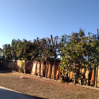 Benito Landscaping & Maintenance - I trimmed the tree's - Landscaping Near Me Benito Landscaping & Maintenance - I trimmed the tree's - Landscaping Near Me