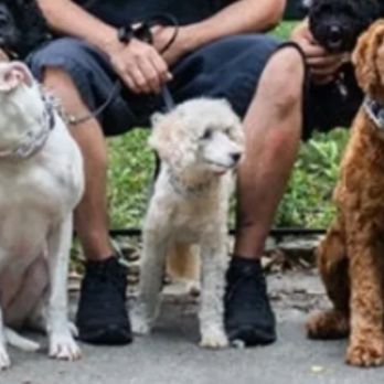 Priceless Pets - Notice the PRONG COLLARS ON THESE DOGS. Photo from their website - Pet Groomers Near Me - Pompton Lakes, New Jersey Priceless Pets - Notice the PRONG COLLARS ON THESE DOGS. Photo from their website - Pet Groomers Near Me - Pompton Lakes, New Jersey