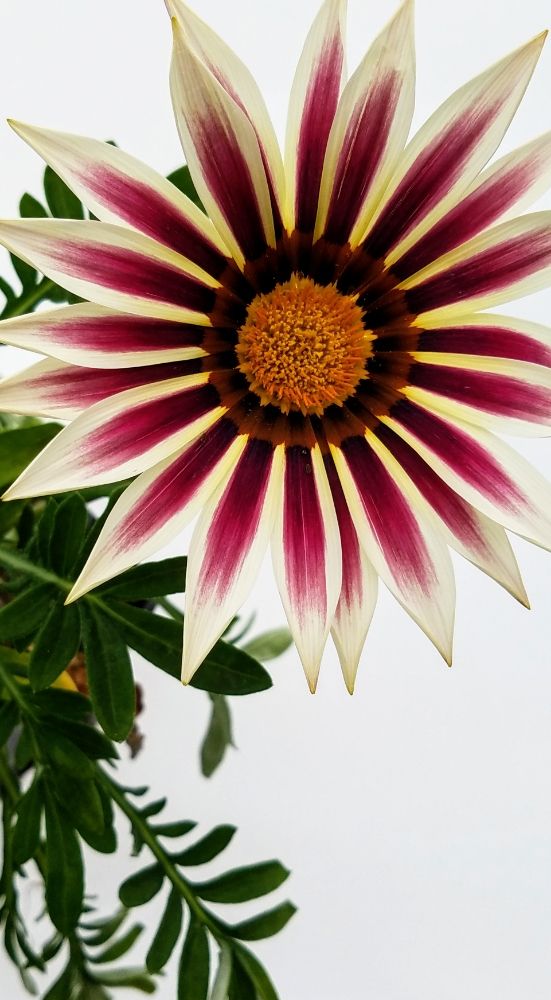 CARLA’S FLOWER FARM Updated September 2024 501 E 41st St, Sioux