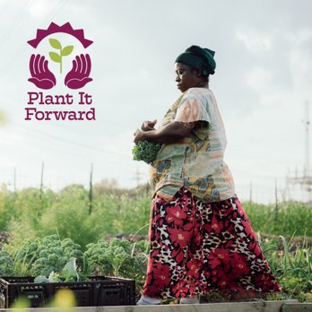 Plant It Forward  - One of our farmers harvesting on her farm made possible by Plant It Forward - Farmers Market Near Me - Houston, Texas