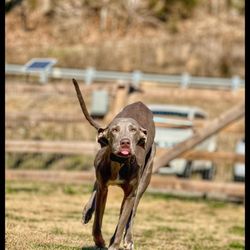 Ridgeside K9 - Nashville - Ms. Freya putting those gorgeous long legs to use during recall