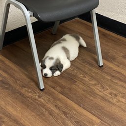 While we wait to see our vet. While we wait to see our vet.