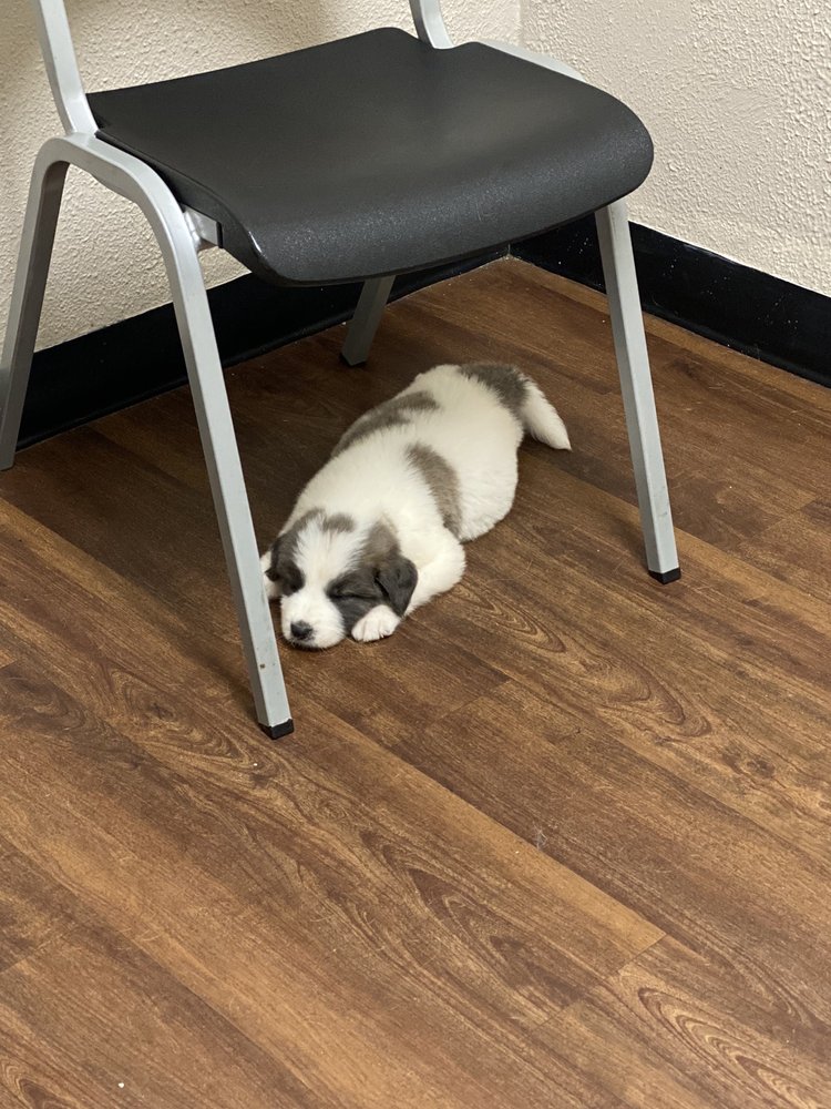 AMIGOS PET CLINIC Updated September 2024 12 Photos & 27 Reviews