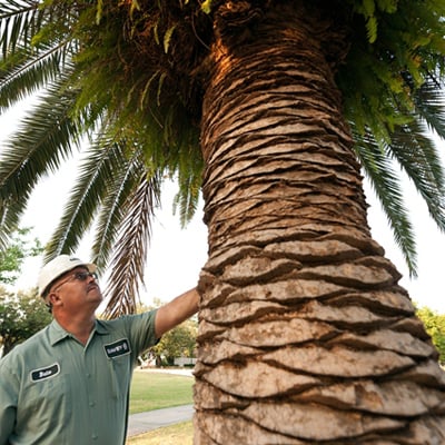 The Davey Tree Expert Company - tree service in San Diego, CA