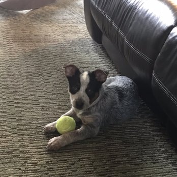 Playful Pets - Favorite pastime?! Playing ball! - Pet Stores Near Me - Conshohocken, Pennsylvania Playful Pets - Favorite pastime?! Playing ball! - Pet Stores Near Me - Conshohocken, Pennsylvania