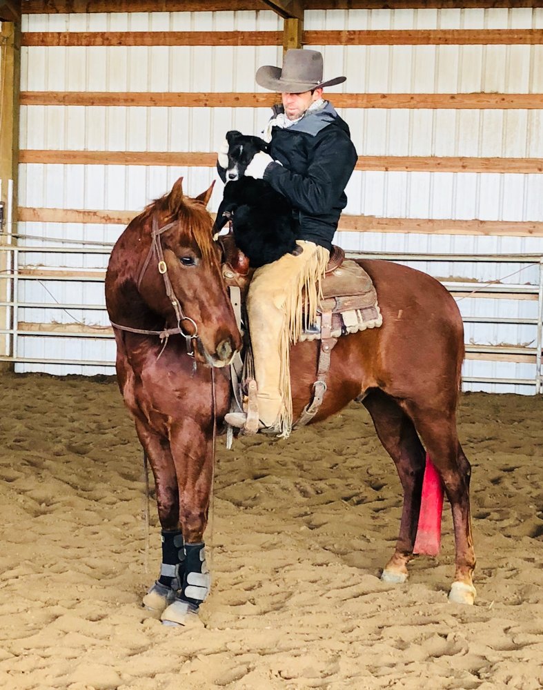 LAZY JJ’S PERFORMANCE HORSES & CATTLE CO Updated October 2024