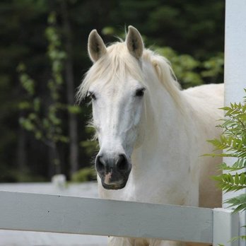 Ranch La Douceur - Horseback Riding Near Me - Sainte-Agathe-des-Monts, Quebec Ranch La Douceur - Horseback Riding Near Me - Sainte-Agathe-des-Monts, Quebec