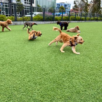 Tefani & So. Dogcare - Pet Sitting Near Me - San Francisco, California Tefani & So. Dogcare - Pet Sitting Near Me - San Francisco, California