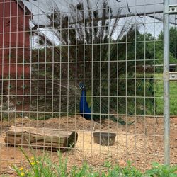 Lakota Ranch Farm Store - Peacocks