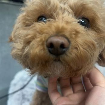 Eun Lash Lift - Cutest doggie - Skin Care Near Me - Los Angeles, California Eun Lash Lift - Cutest doggie - Skin Care Near Me - Los Angeles, California