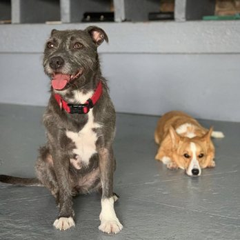 Acme Dog Run - Pet Boarding Near Me - Brooklyn, New York