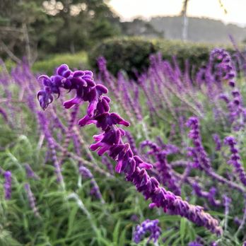Brewery Gulch Inn - Beautiful landscaping - Hotels Near Me - Mendocino, California