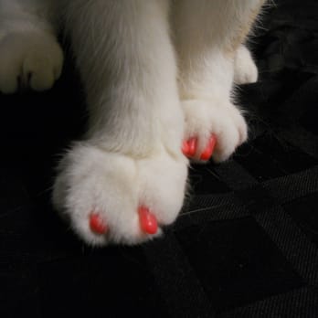 Glamour Puss Pet Services - Neon pink Soft Paws keeps Hunnysuckle from scratching. - Pet Services Near Me Glamour Puss Pet Services - Neon pink Soft Paws keeps Hunnysuckle from scratching. - Pet Services Near Me