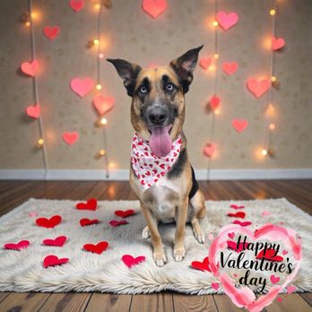 Pet Supplies Plus Cypress - Pet Stores Near Me - Cypress, Texas Pet Supplies Plus Cypress - Pet Stores Near Me - Cypress, Texas
