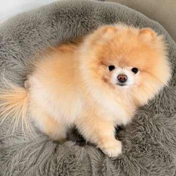 Fluffy Puppy - Just groomed! - Pet Groomers Near Me - Pasadena, California Fluffy Puppy - Just groomed! - Pet Groomers Near Me - Pasadena, California