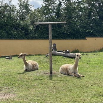 Twycross Zoo - Zoos Near Me - Atherstone, WAR Twycross Zoo - Zoos Near Me - Atherstone, WAR