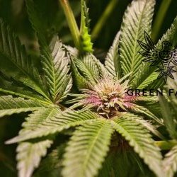 Green Farms Recreational + Medical Dispensary - Ringermaster