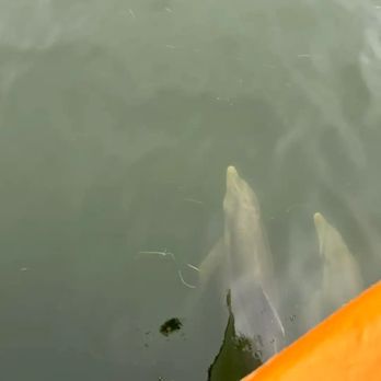 St. Nicholas Boat Line - Tours Near Me - Tarpon Springs, Florida