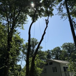 JMC Tree Service - One of my trees being taken down because it was too close for comfort over my roof!