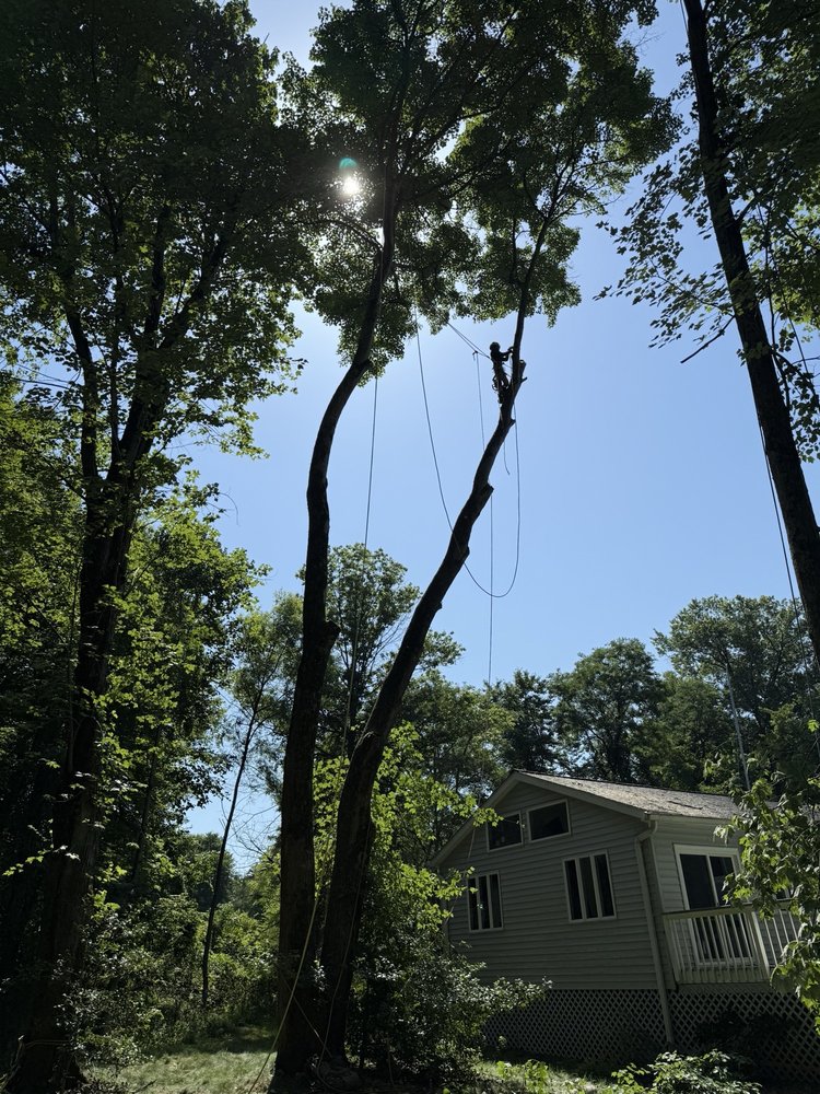 JMC Tree Service - tree service in Baltimore, MD
