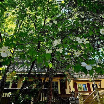 Saddleback Inn by null