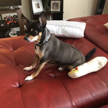 Finley's Upper Cut Mobile Grooming - Pet Groomers Near Me