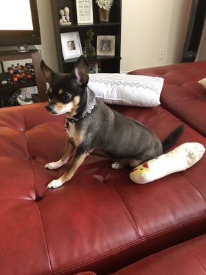 finley's upper cut mobile grooming